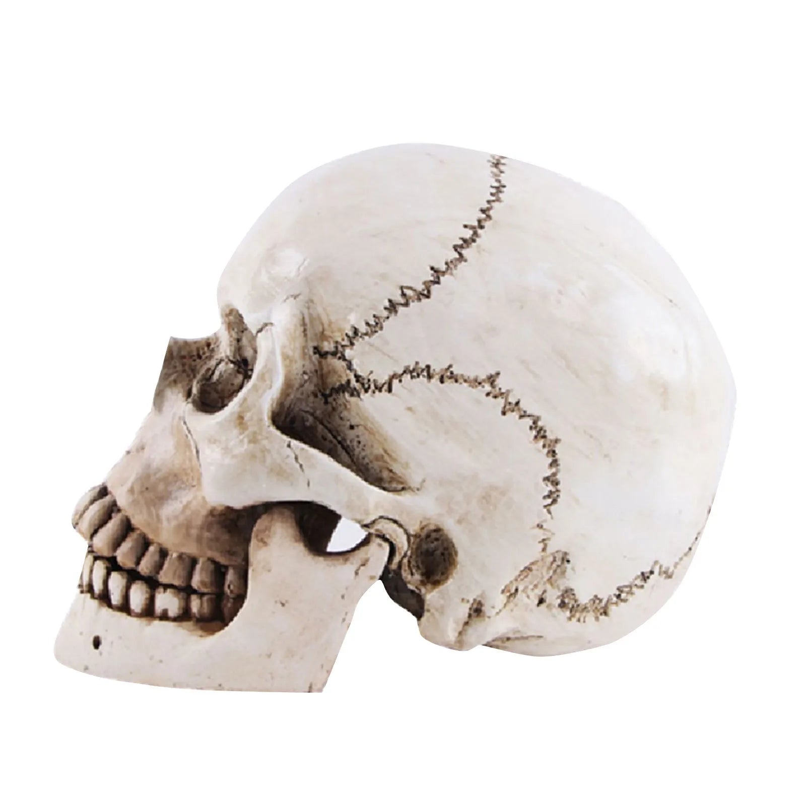 Halloween Human Head Skeleton Resin Life Size Skulls Lifesize Decor Realistic Crafts Decorations Movable Halloween Decorations